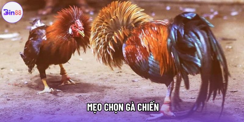  Mẹo chọn gà chiến
