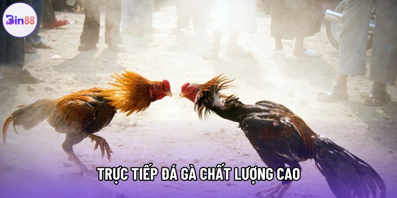Trực tiếp đá gà chất lượng cao